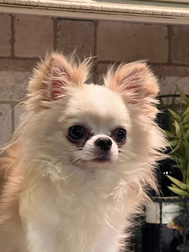 Chihuahua Puppies media 10
