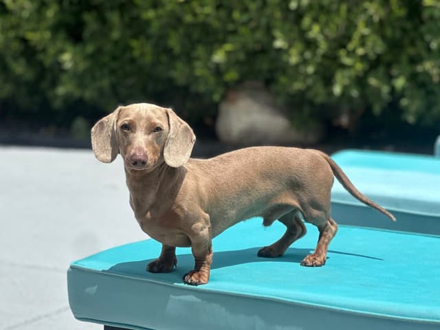 Dachshund Puppies media 2