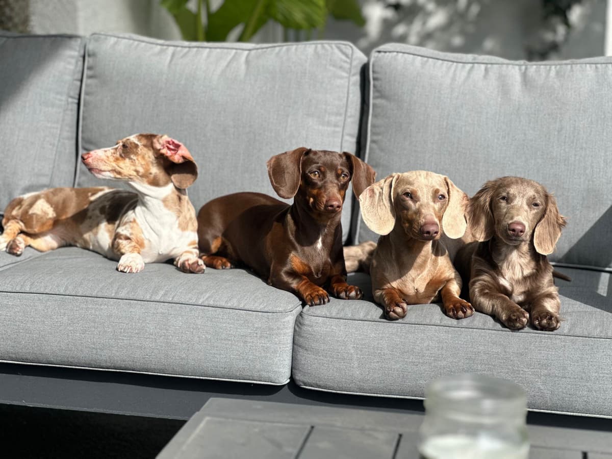 Dachshund Puppies breeder image 1