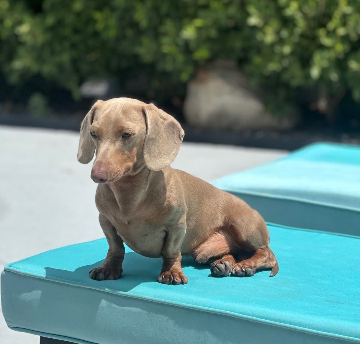 Dachshund Puppies breeder image 2