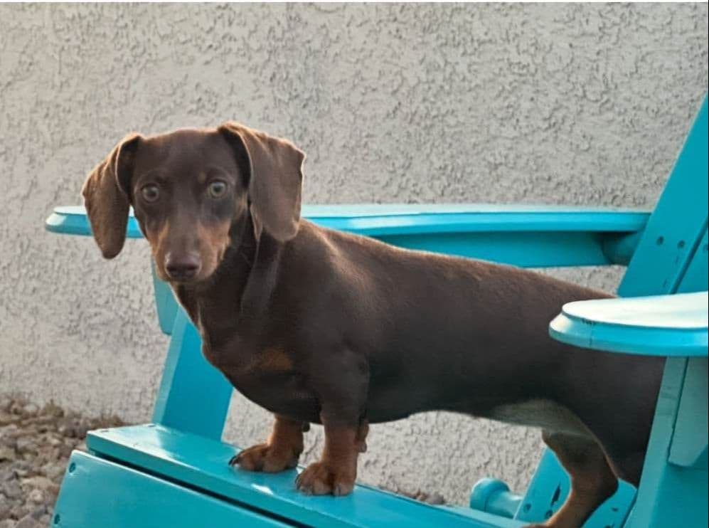 Dachshund Puppies breeder image 3