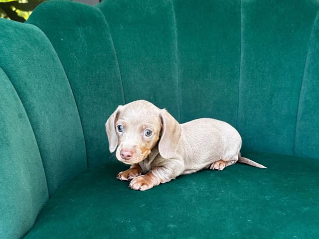 Dachshund Puppies media 3