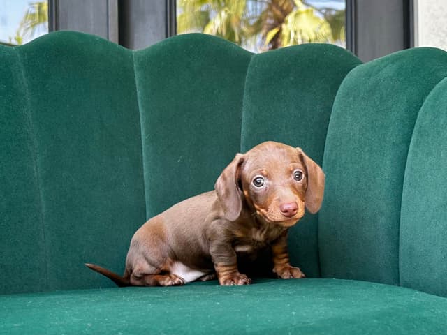 Dachshund Puppies media 4