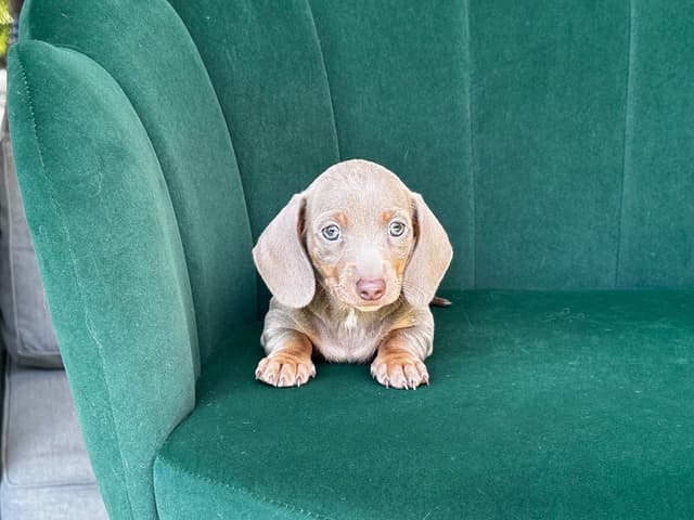 Dachshund Puppies media 5