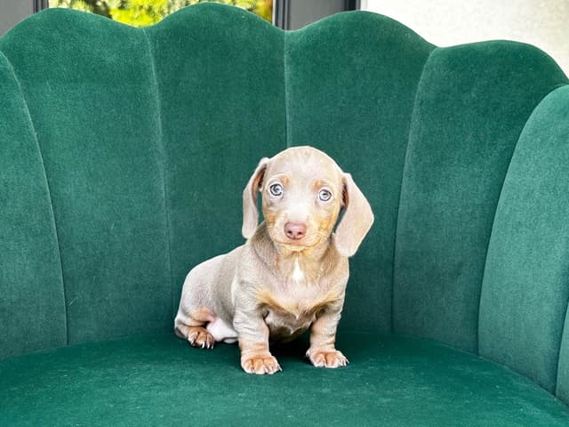 Dachshund Puppies media 6