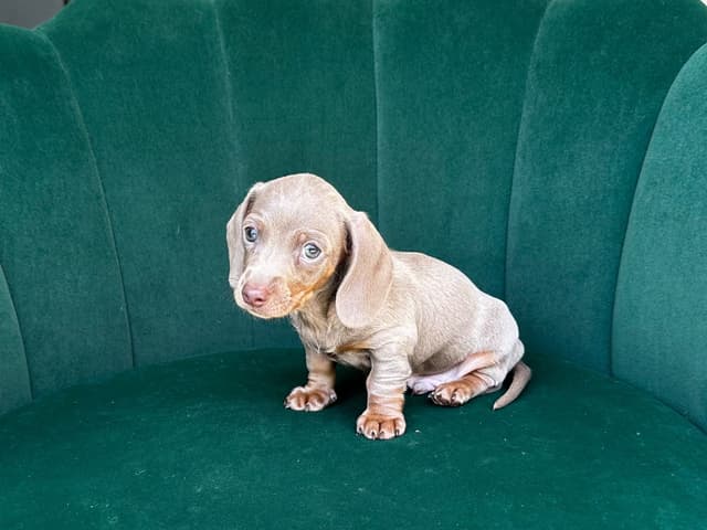 Dachshund Puppies media 8