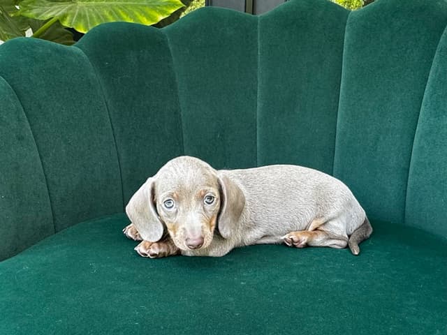 Dachshund Puppies media 7