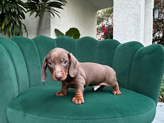Dachshund Puppies media 11