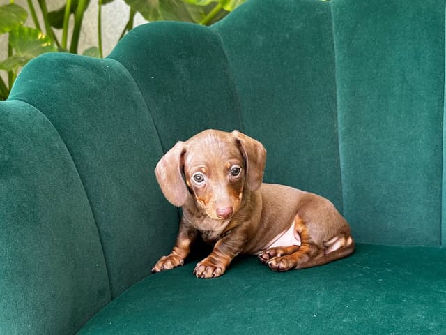 Dachshund Puppies media 9