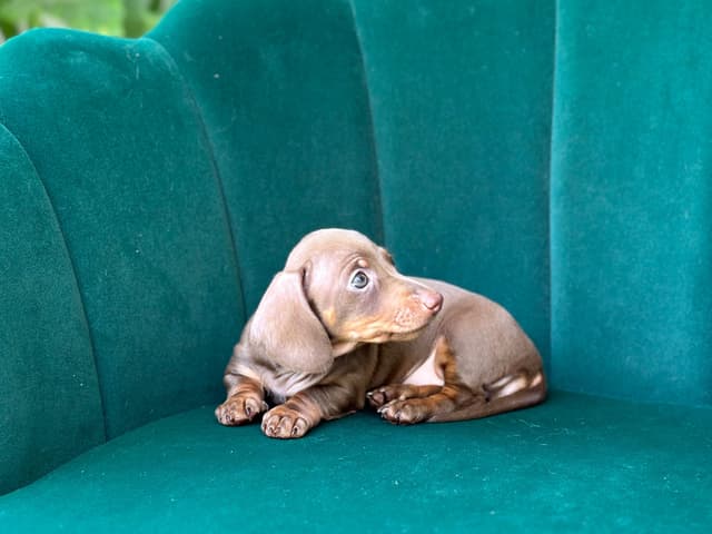 Dachshund Puppies media 10