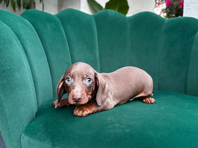 Dachshund Puppies media 12