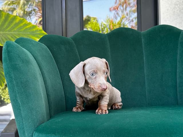 Dachshund Puppies media 13