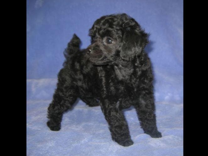 Small Miniature Poodle Puppies breeder image 4