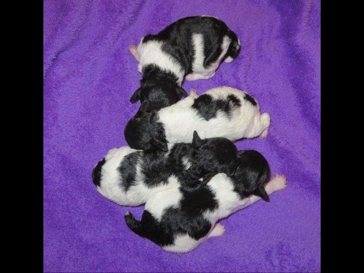 Small Miniature Poodle Puppies breeder image 5