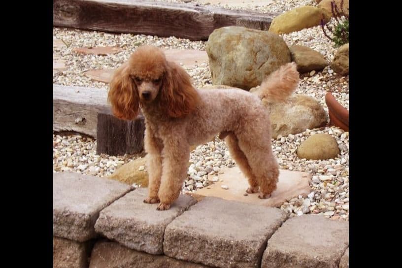 Small Miniature Poodle Puppies breeder image 6