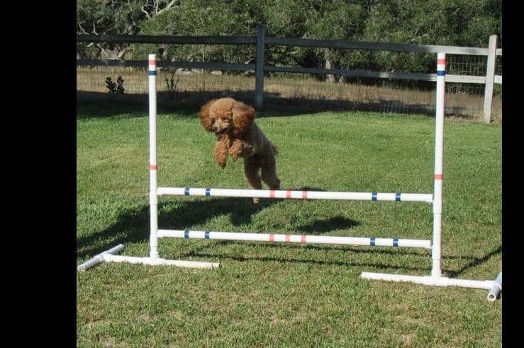 Small Miniature Poodle Puppies breeder image 7