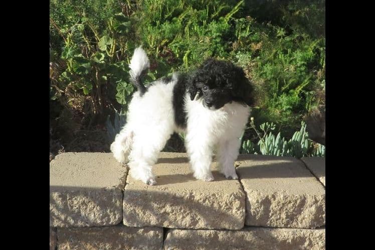 Small Miniature Poodle Puppies breeder image 8