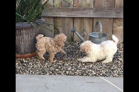 Small Miniature Poodle Puppies breeder image 9