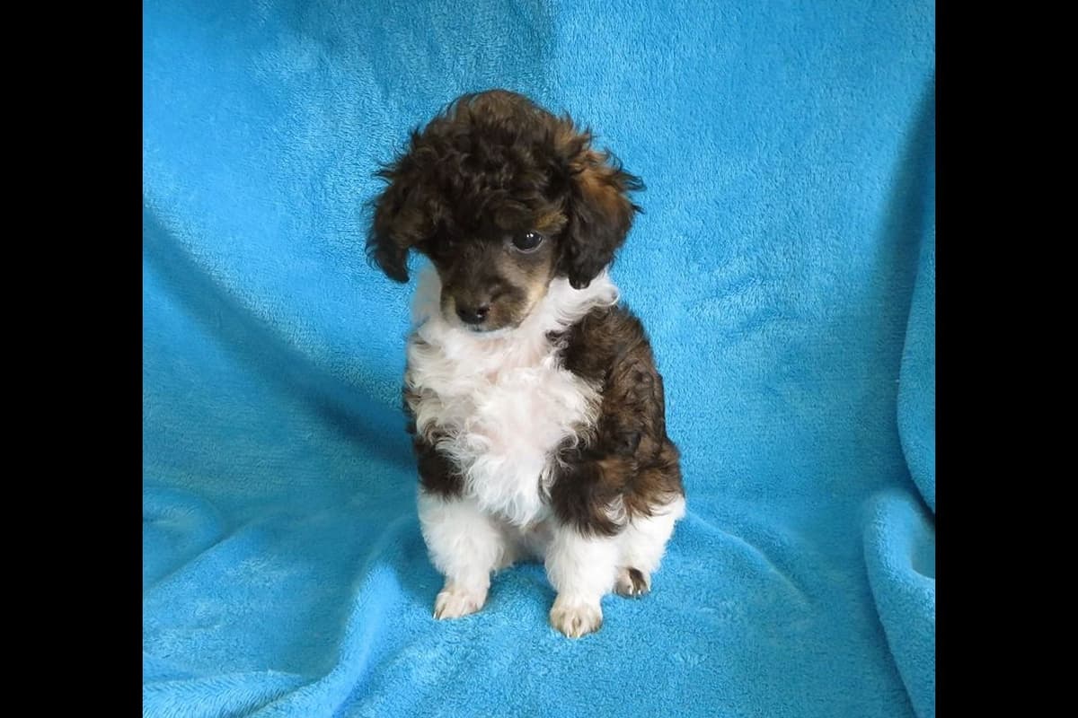 Small Miniature Poodle Puppies breeder image 10
