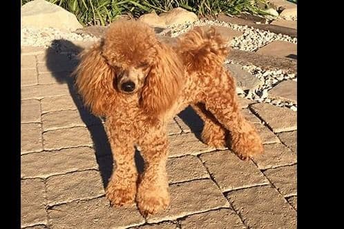 Small Miniature Poodle Puppies breeder image 11