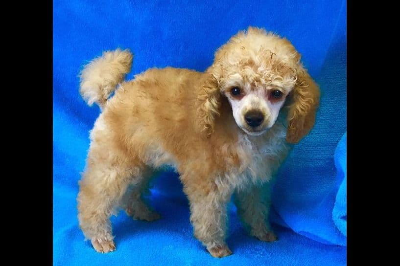 Small Miniature Poodle Puppies breeder image 12