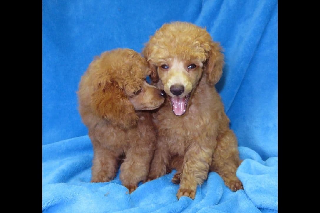 Small Miniature Poodle Puppies breeder image 13