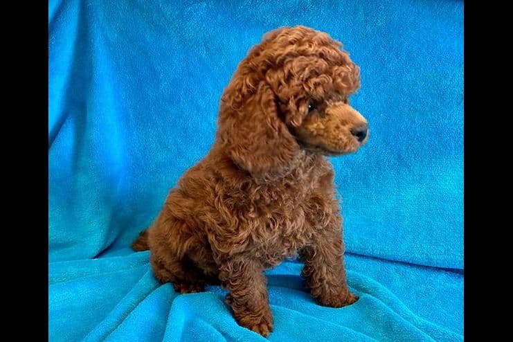 Small Miniature Poodle Puppies breeder image 14