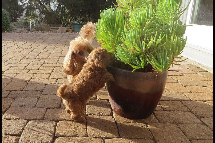 Small Miniature Poodle Puppies breeder image 15