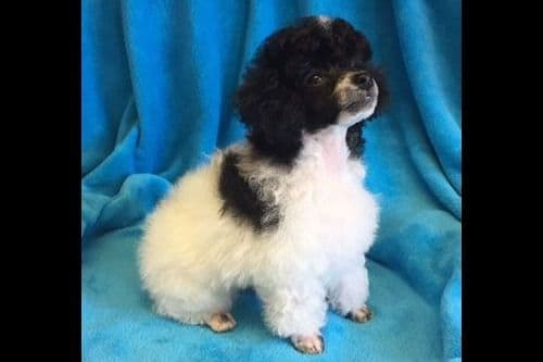 Small Miniature Poodle Puppies breeder image 16