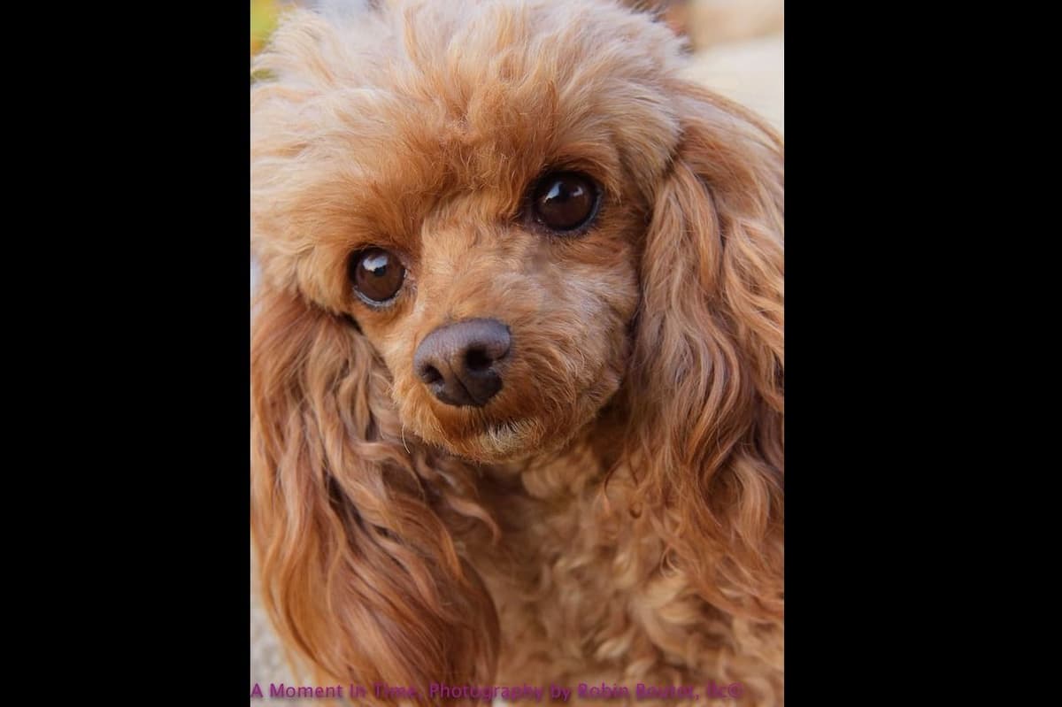 Small Miniature Poodle Puppies breeder image 17