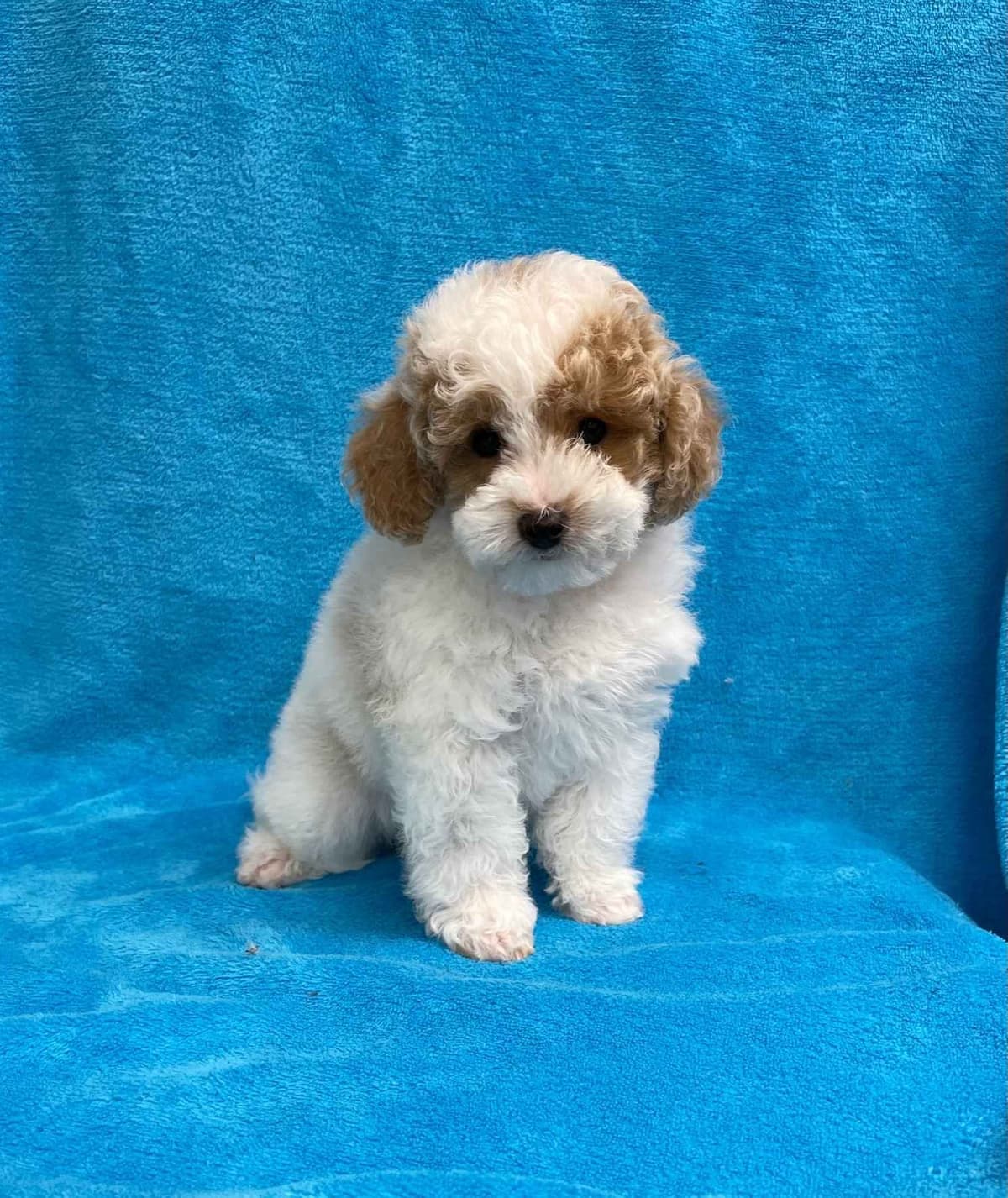 Small Miniature Poodle Puppies breeder image 18