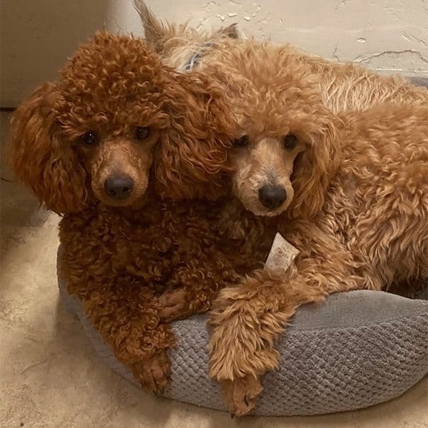 Small Miniature Poodle Puppies breeder image 19
