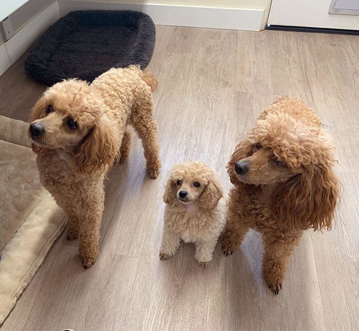 Small Miniature Poodle Puppies breeder image 20