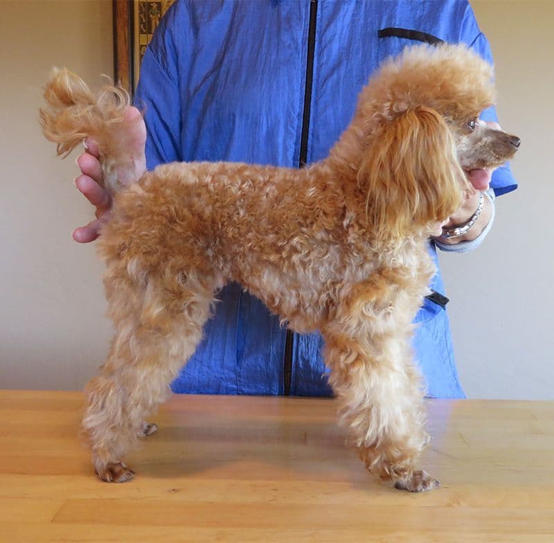 Small Miniature Poodle Puppies breeder image 21