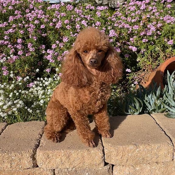 Small Miniature Poodle Puppies breeder image 22