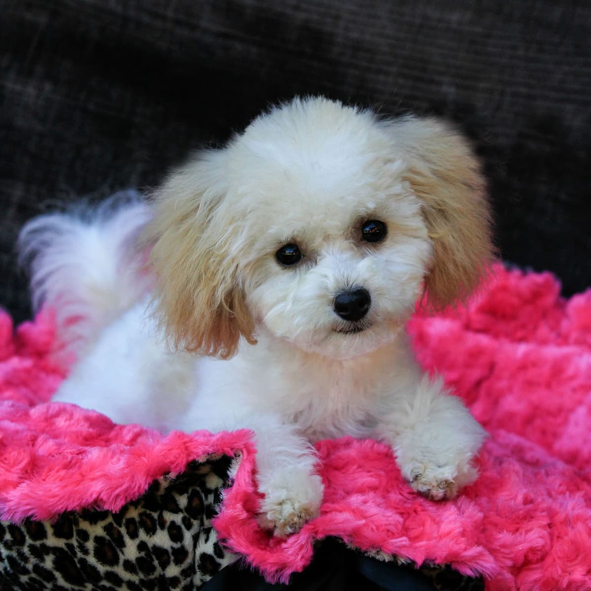 Small Miniature Poodle Puppies breeder image 23