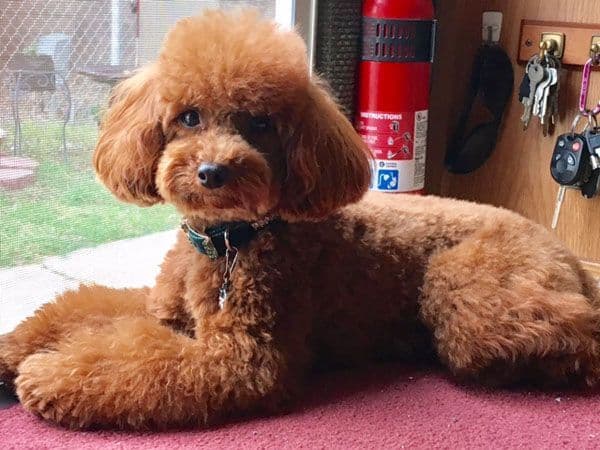 Small Miniature Poodle Puppies breeder image 24