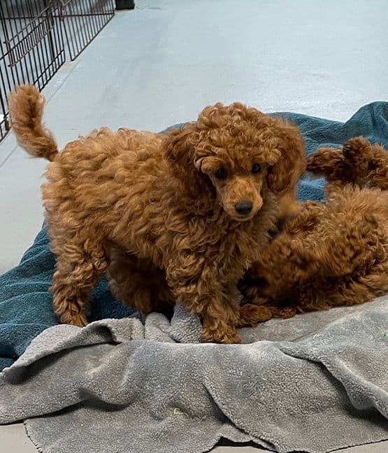 Small Miniature Poodle Puppies breeder image 26