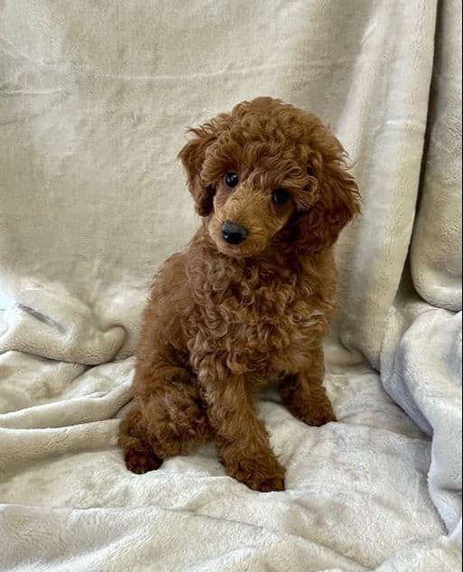 Small Miniature Poodle Puppies breeder image 25