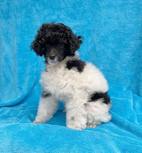Small Miniature Poodle Puppies breeder image 27
