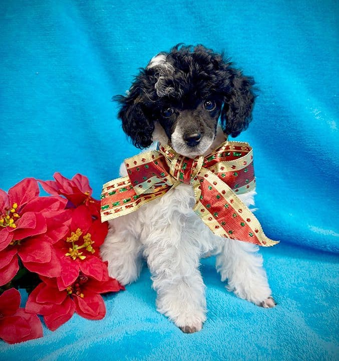 Small Miniature Poodle Puppies breeder image 3