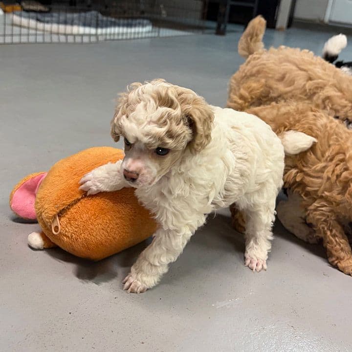 Small Miniature Poodle Puppies breeder image 2