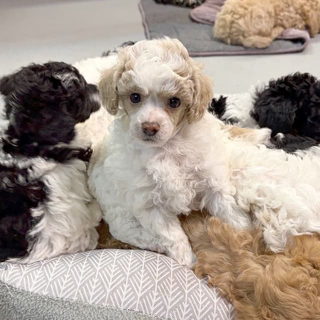 Small Miniature Poodle Puppies media 2