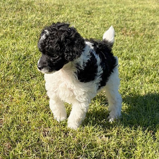 Small Miniature Poodle Puppies media 3