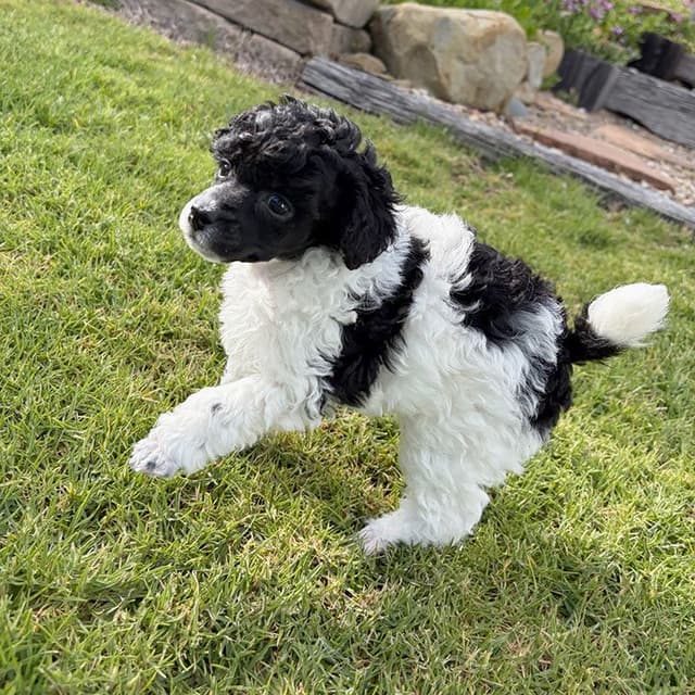 Small Miniature Poodle Puppies media 5