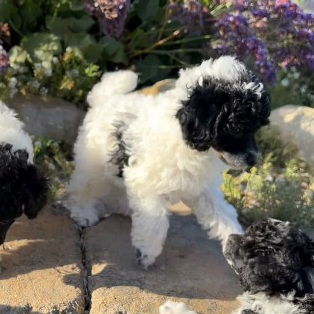 Small Miniature Poodle Puppies media 7