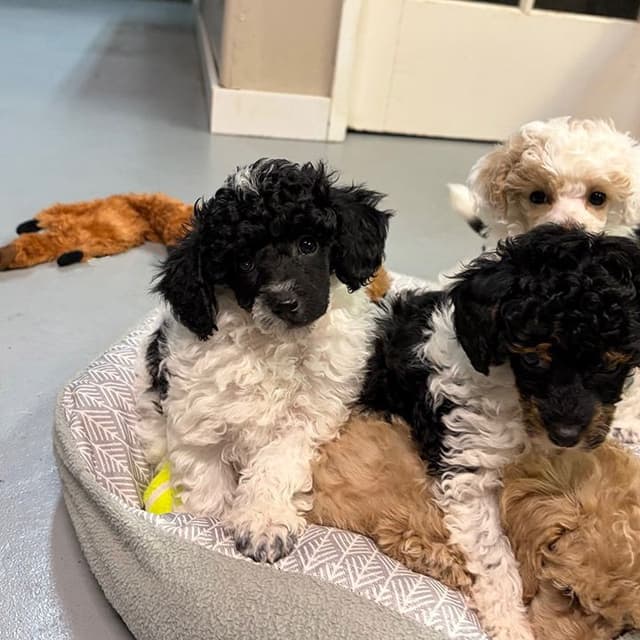Small Miniature Poodle Puppies media 8