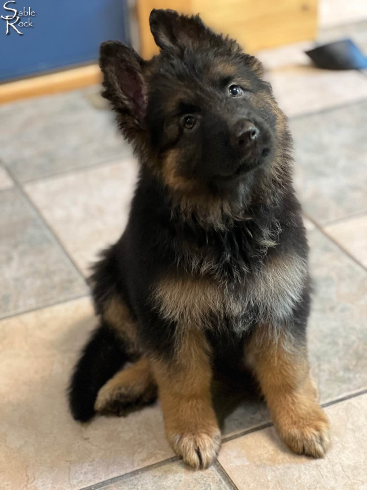 German Shepherd Puppies breeder image 2