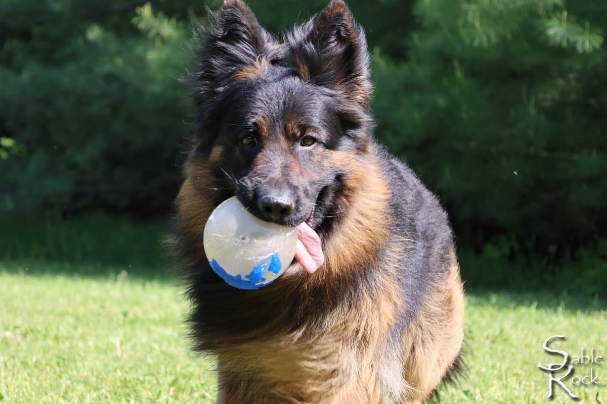 German Shepherd Puppies breeder image 3