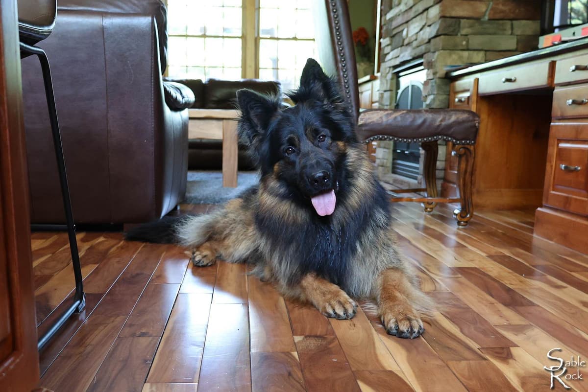German Shepherd Puppies breeder image 4